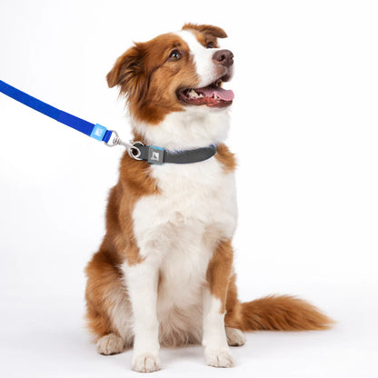 Solid, Düz Renk Dayanıklı Köpek Tasması