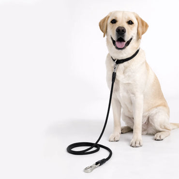 Dayanıklı ve Güçlü Halat Köpek Tasması - 11mm / 180cm